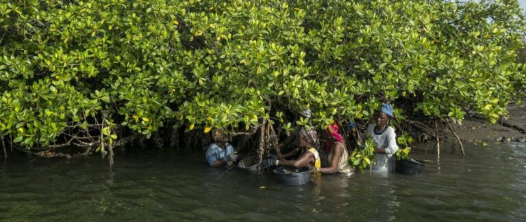 Restoring and Protecting Mangroves for Marine Biodiversity
