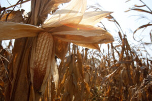 Corn ready for harvest.©FAO/Olivier Asselin