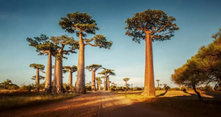 Baobab tree underutilized – Prof. Egbadzor