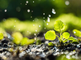 Regenerative Agriculture