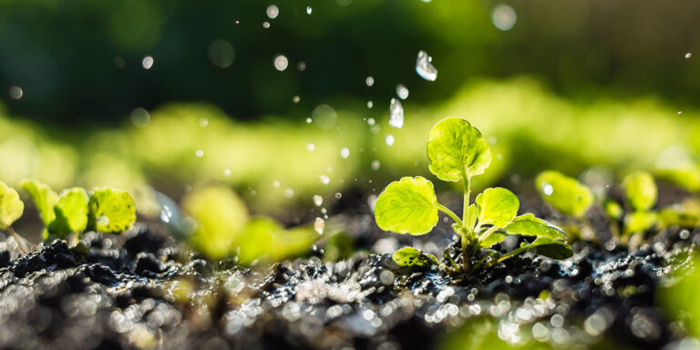 Regenerative Agriculture