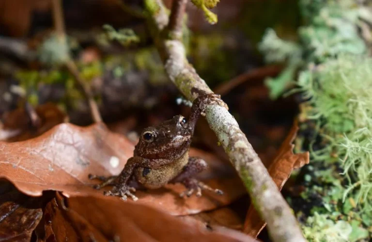 Biodiversity Media Grants 2024 (Grants of 10,000-12,000 EUR)