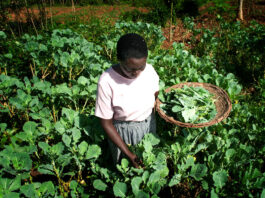 New technology in harvesting and preserving rain water has helped farmers in Kenya grow more and healthier crops year round even in a changing climate. ©FAO/Christena Dowsett