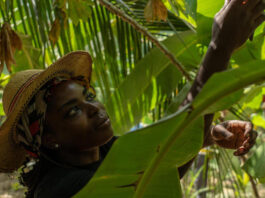 A woman entrepreneur inspecting plantain fruits. ©FAO/Natalija Gormalova