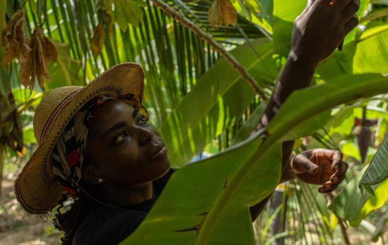A woman entrepreneur inspecting plantain fruits. ©FAO/Natalija Gormalova