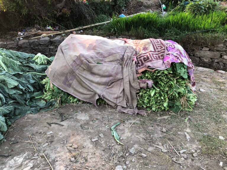 From Field to Floor: A Spinach Story of Waste & Neglect