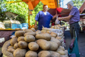 Potato has become a key food crop for farmers and consumers across the globe.©FAO/Miguel Shincariol