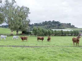 The persistent use of antimicrobials in livestock production is concerning for human health, animal welfare, and environmental sustainability ©FAO/Alessandro Penso