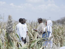 Sudan 2023 Emergency seed distribution campaign. ©FAO/Khalid Ali