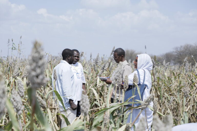 Sudan 2023 Emergency seed distribution campaign. ©FAO/Khalid Ali