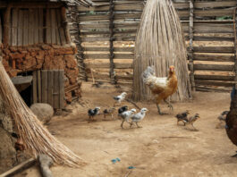 Chickens in Madagascar. ©FAO/Rijasolo
