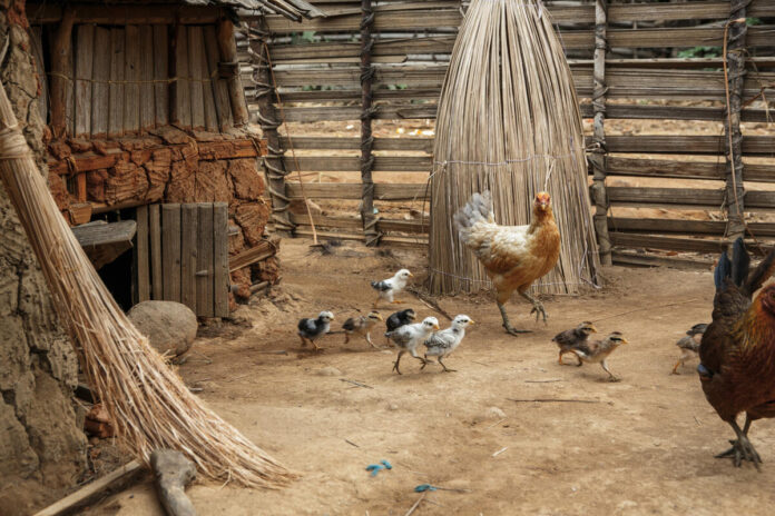 Chickens in Madagascar. ©FAO/Rijasolo
