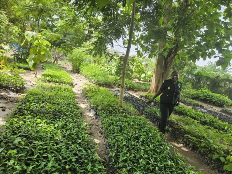 Landowners urged to invest in forest plantations