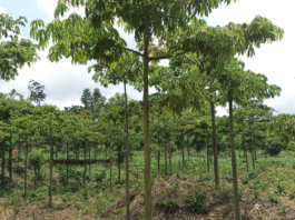Pictures show staff of Forestry in the Amama forest  