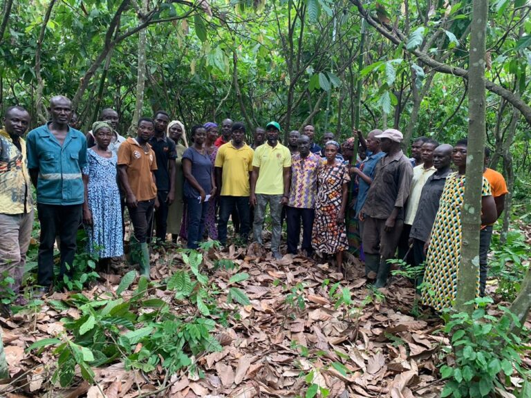 Cocoa farmers urged to prioritize pruning to help increase crop yield