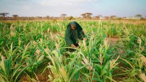 Equipping communities in Somaliland with diversified livelihoods to fight food insecurity