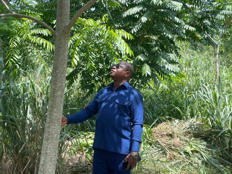 Forestry Commission calls on citizens to nurture planted trees