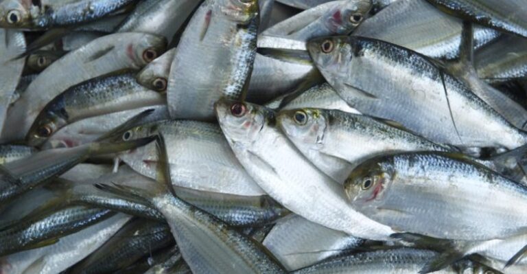 Fisheries Commission, Greater Kumasi Fish Farmers acquire space to sell farmed fish