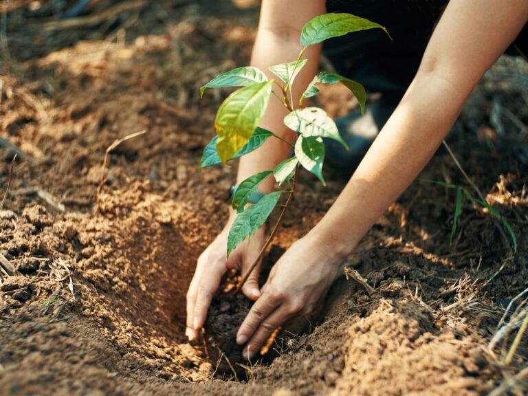 Forestry Commission to plant 13,000 trees at Keta and Anloga
