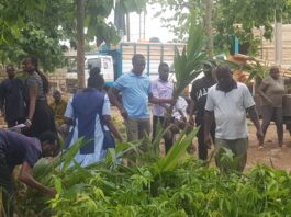 Picture shows distribution of tree seedlings at FSD office 