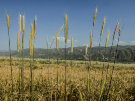 A wheat field in Tajikistan. ©FAO/Nozim Kalandarov