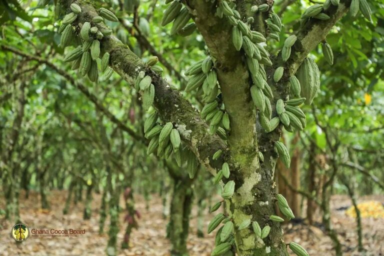 Ghana Cocoa Board encourages farmers to take hand pollination seriously