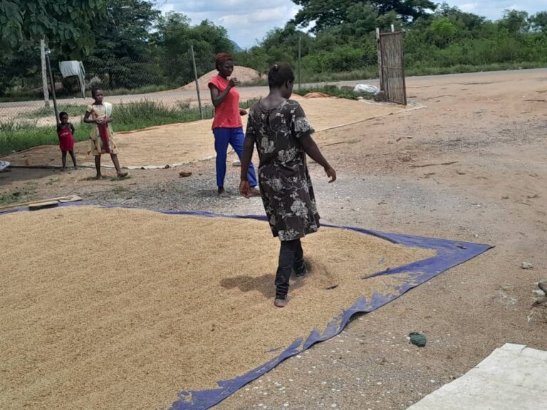 80 bags of rice destroyed due to lack of drying floors and consistent rains