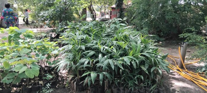 Social Water Plant
