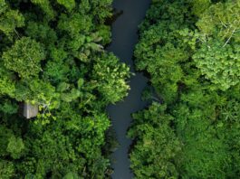 FAO's SOFO 2024 report warns that climate change is making our forests more vulnerable to stressors such as wildfires and pests. ©Shutterstock.com