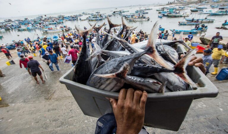 Global projections of exploitable fish biomass show declines of more than 10 percent, particularly under a high-emissions scenario, by mid-century for many regions of the world. ©FAO/Camilo Pareja