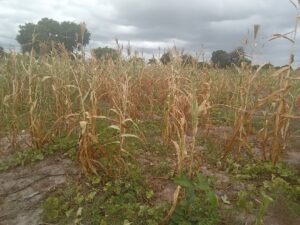 Some of the affected farms at Naabogu 