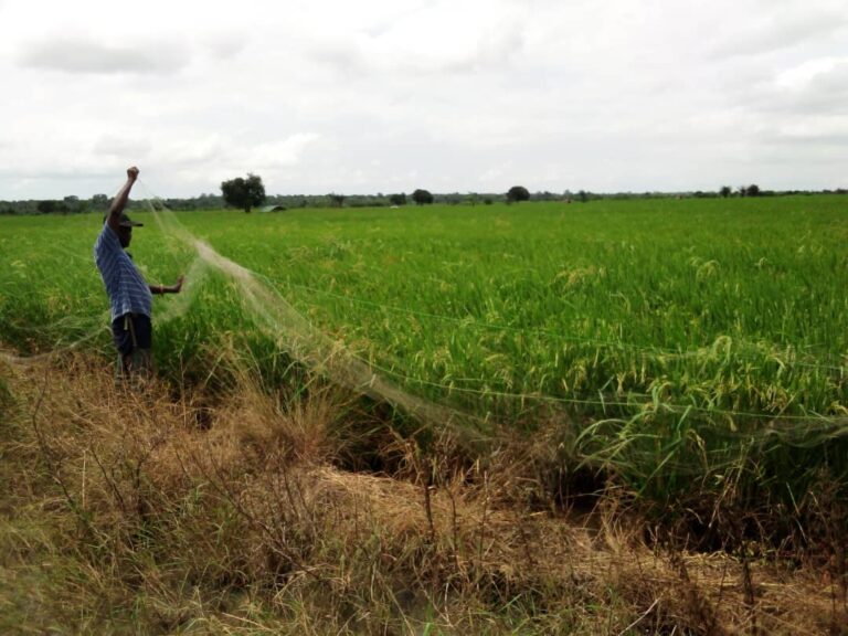 Rice farmers call for assistance