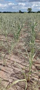 Pictures of wilting maize farms 
