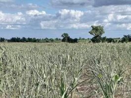 Pictures of wilting maize farms 