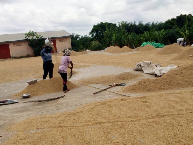 Rice farmers worried over lack of market