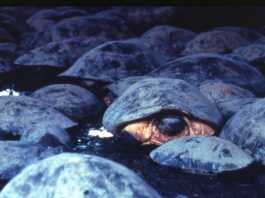 Turtle Conservation Fund (TCF