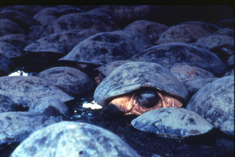 Turtle Conservation Fund (TCF