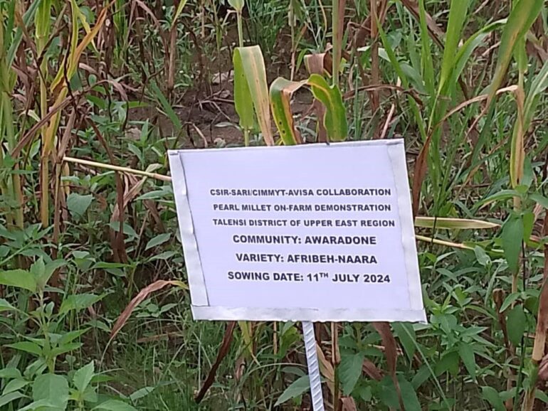 SARI exposes six new Varieties of early millet to farmers at Talensi 