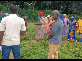 Farmers on the field