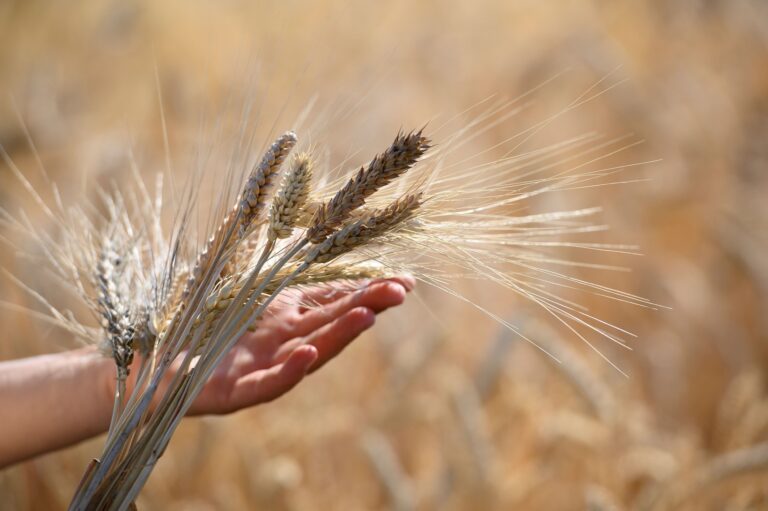 Wheat field in Serbia. ©FAO/Victor Sokolowicz