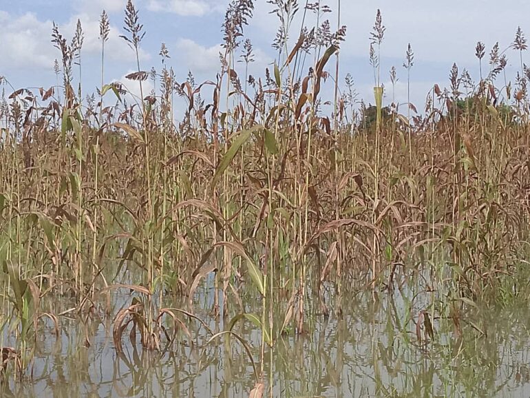 Black Volta overflow, Farmers count losses