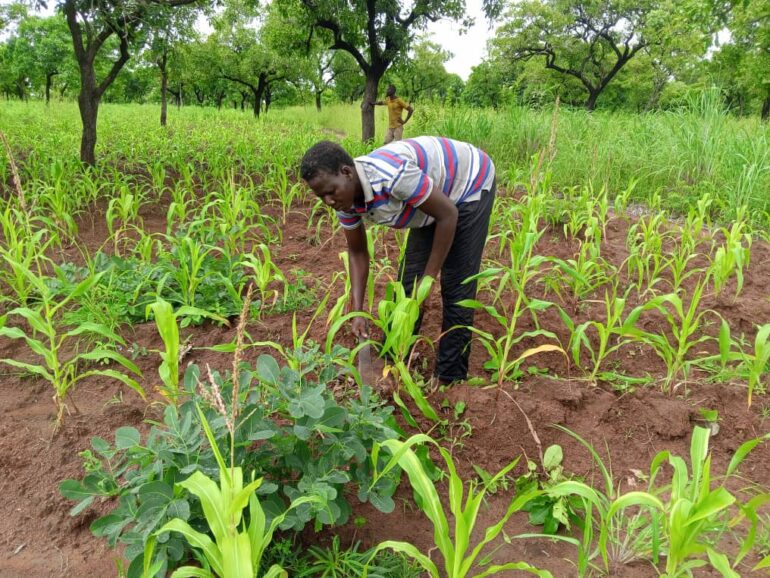 Madam Matilda Dapaah clearing weeds on her maize farm