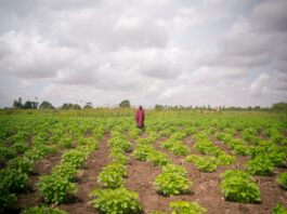 A farmer tends to her crops in Kismayo, Jubaland State, Somalia ©FAO/Arete