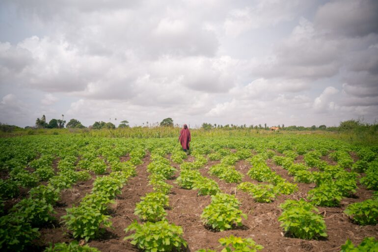 A farmer tends to her crops in Kismayo, Jubaland State, Somalia ©FAO/Arete