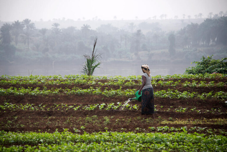A farmer tending her crops in the conflict-hit region of Kasai, Democratic Republic of the Congo. ©FAO/Junior D. KannahA farmer tending her crops in the conflict-hit region of Kasai, Democratic Republic of the Congo. ©FAO/Junior D. Kannah