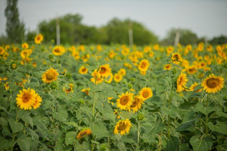 Sunflowers in Azerbaijan. ©FAO/Javid Gurbanov
