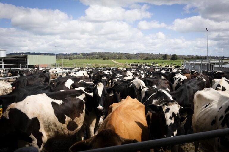 Cattle in Australia. ©FAO/Stephnie Simcox