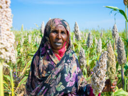 ©FAO/Mahmoud Shamrouk