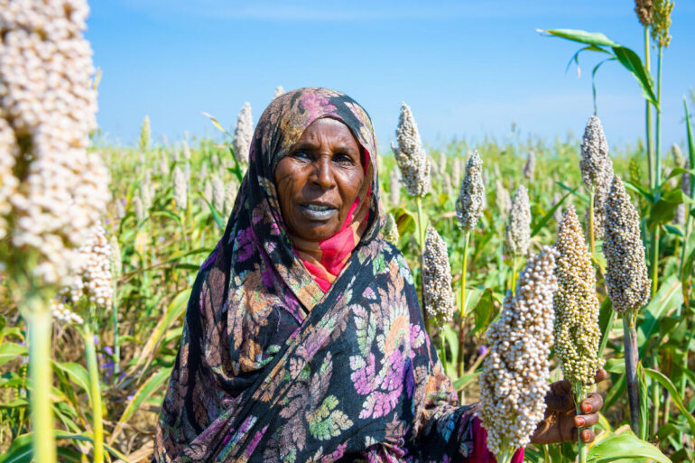 ©FAO/Mahmoud Shamrouk