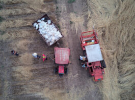 Harvesting wheat in Serbia. ©FAO/Blagoje Grujic
